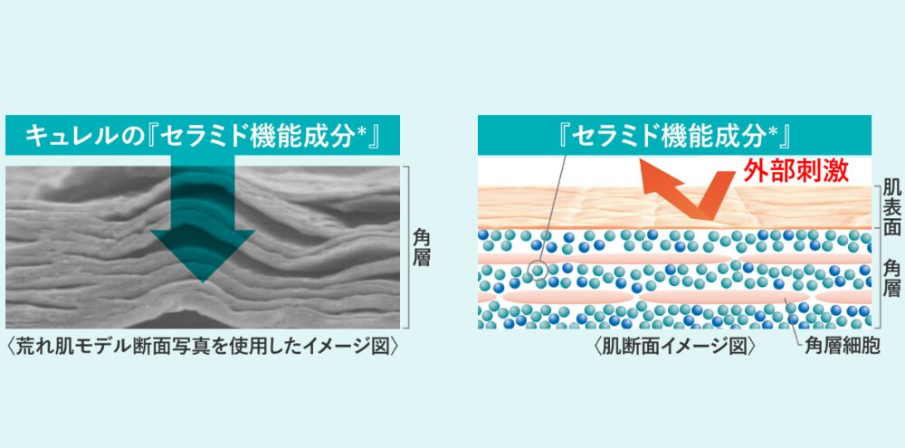 セラミド機能成分の解説